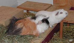 Schlappi und Struppelinchen